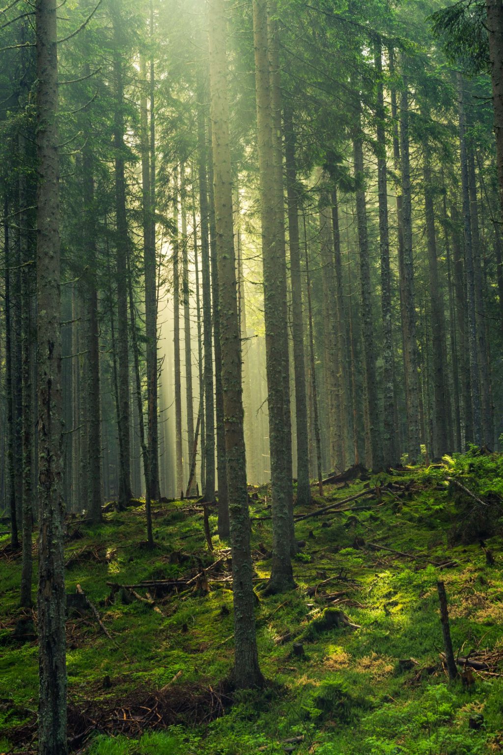 sun-rays-cut-trough-trees-in-woodland-YCJV73X_resize