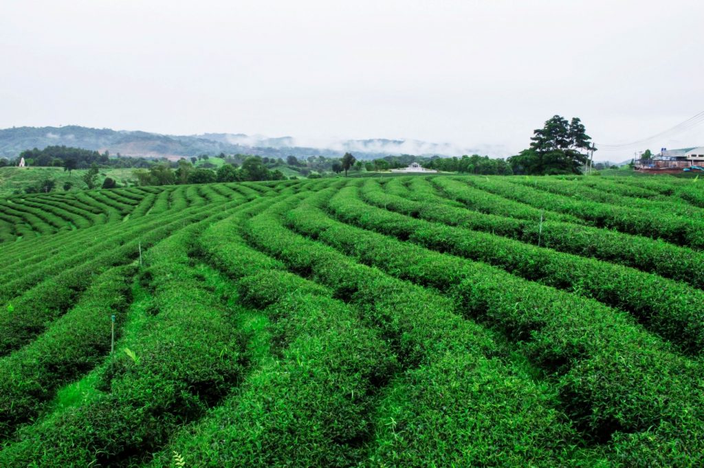 tea-of-nature-green-PAMS22E_resize