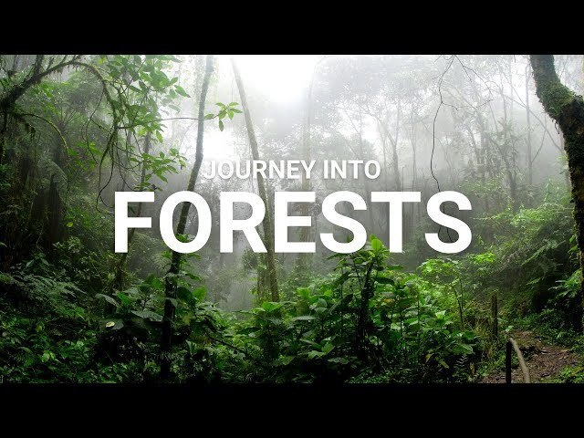 Wild For Life Journeys - Forests