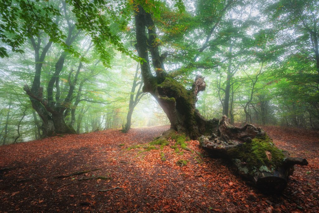 Dreamy autumn forest in fog. Mystical foggy trees