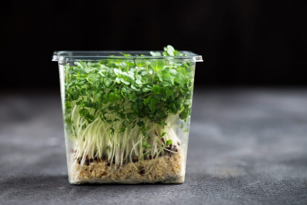 fresh-cress-salad-on-plastic-container-L42BF9A