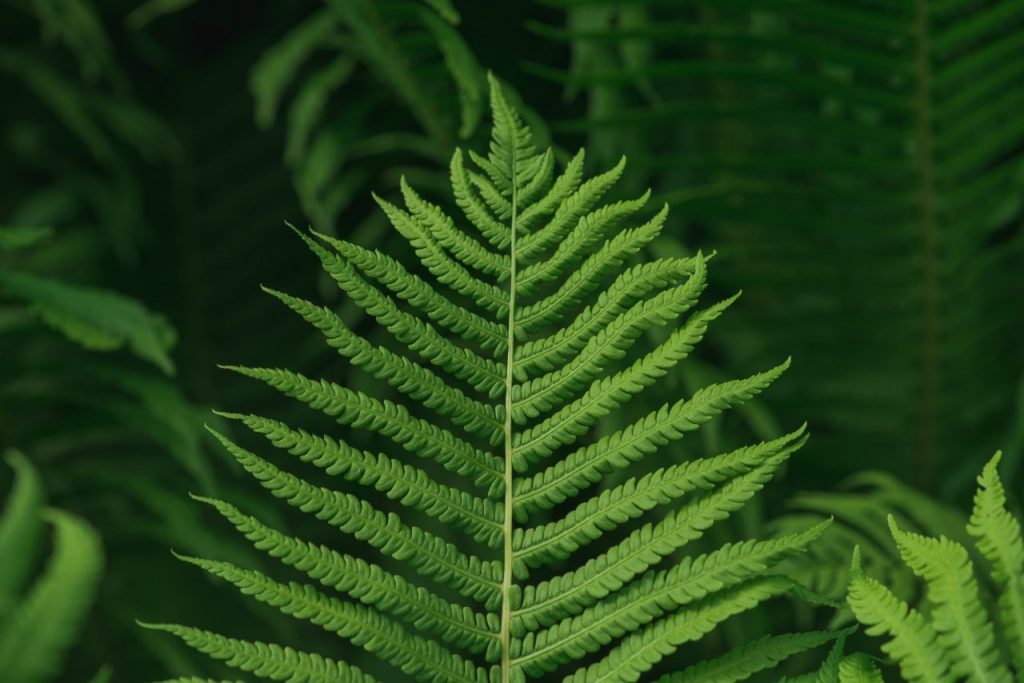 lush-green-background-with-large-fern-leaf-DSVUKPU