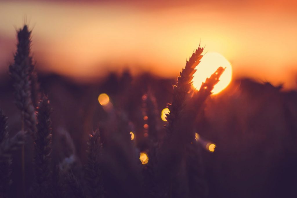 silhouette-of-wheat-ears-in-front-of-sun-at-sunset-UN9KJF3