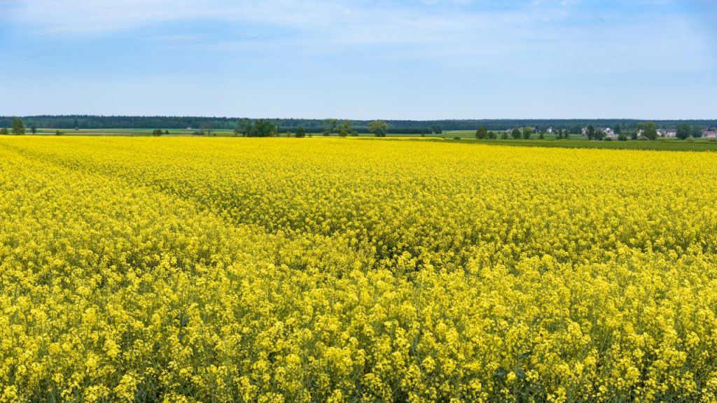 field-of-blooming-rapeseed-KWXM3X5