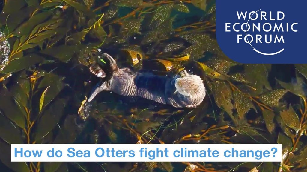 Sea Otters that Fight Climate Change