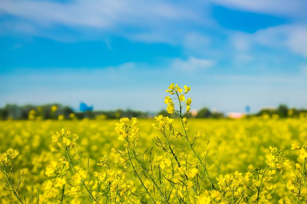 blooming-field-on-a-bright-summer-day-new-harvest-ENP42YS