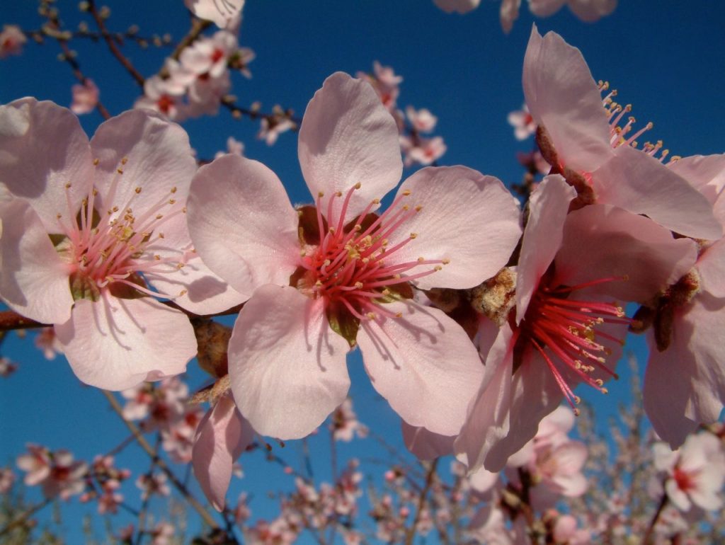 pink-paradise-almond-blossom-prunus-dulcis-2U4Z7XE