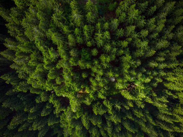 green-forest-birds-eye-view-drone-photo-SKXEW4L-600x449