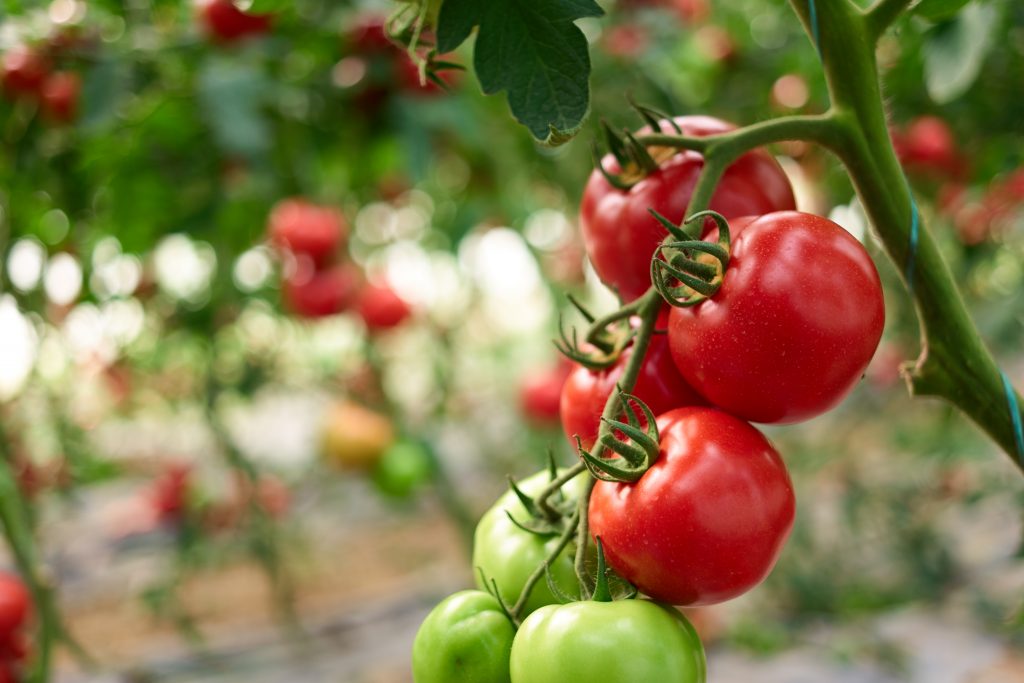 ripening-of-tomatoes-in-greenhouse-2021-09-22-23-29-17-utc