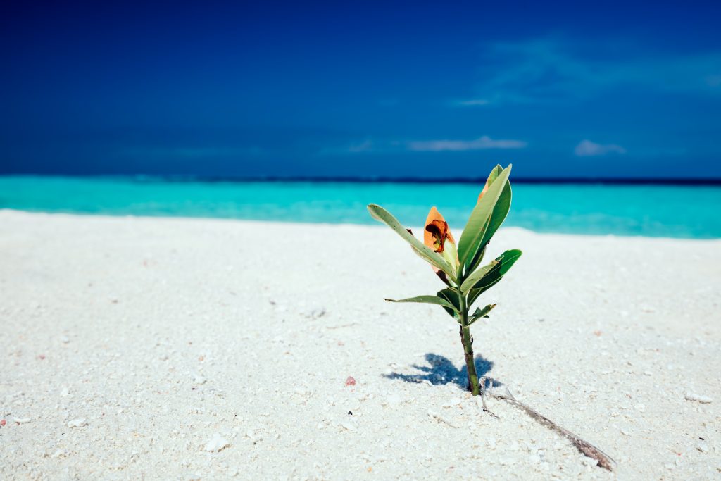 green-plant-standing-in-the-beach-sand-2021-08-26-22-41-07-utc