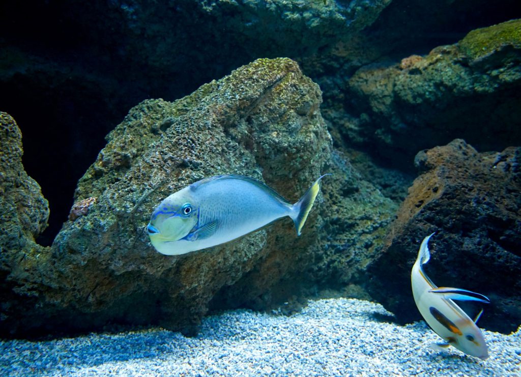fishes-swimming-in-marine-aquarium-2021-08-26-16-31-40-utc