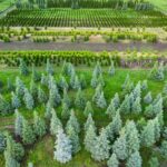 aerial-view-of-a-tree-farm-for-landscaping-2022-01-18-23-37-21-utc