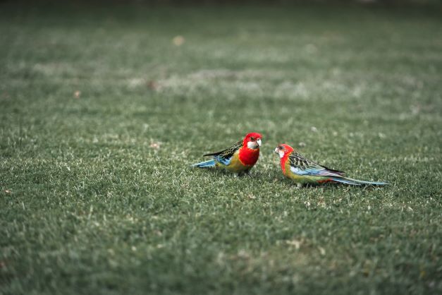 bright-funny-parrot-on-grass-2022-03-04-06-00-58-utc