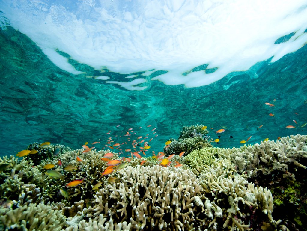 coral-reef-scene-2022-03-07-23-52-14-utc