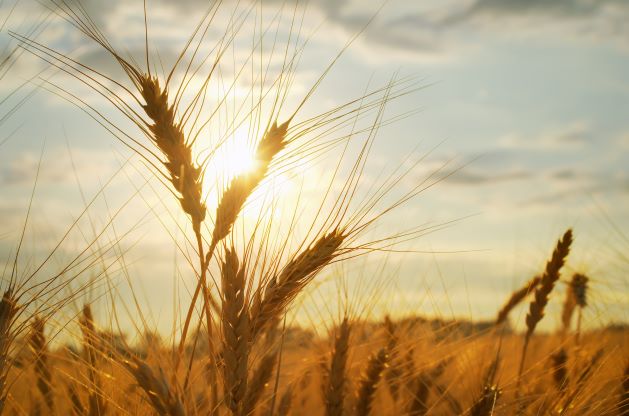 cereal-of-wheat-2021-08-26-12-09-54-utc